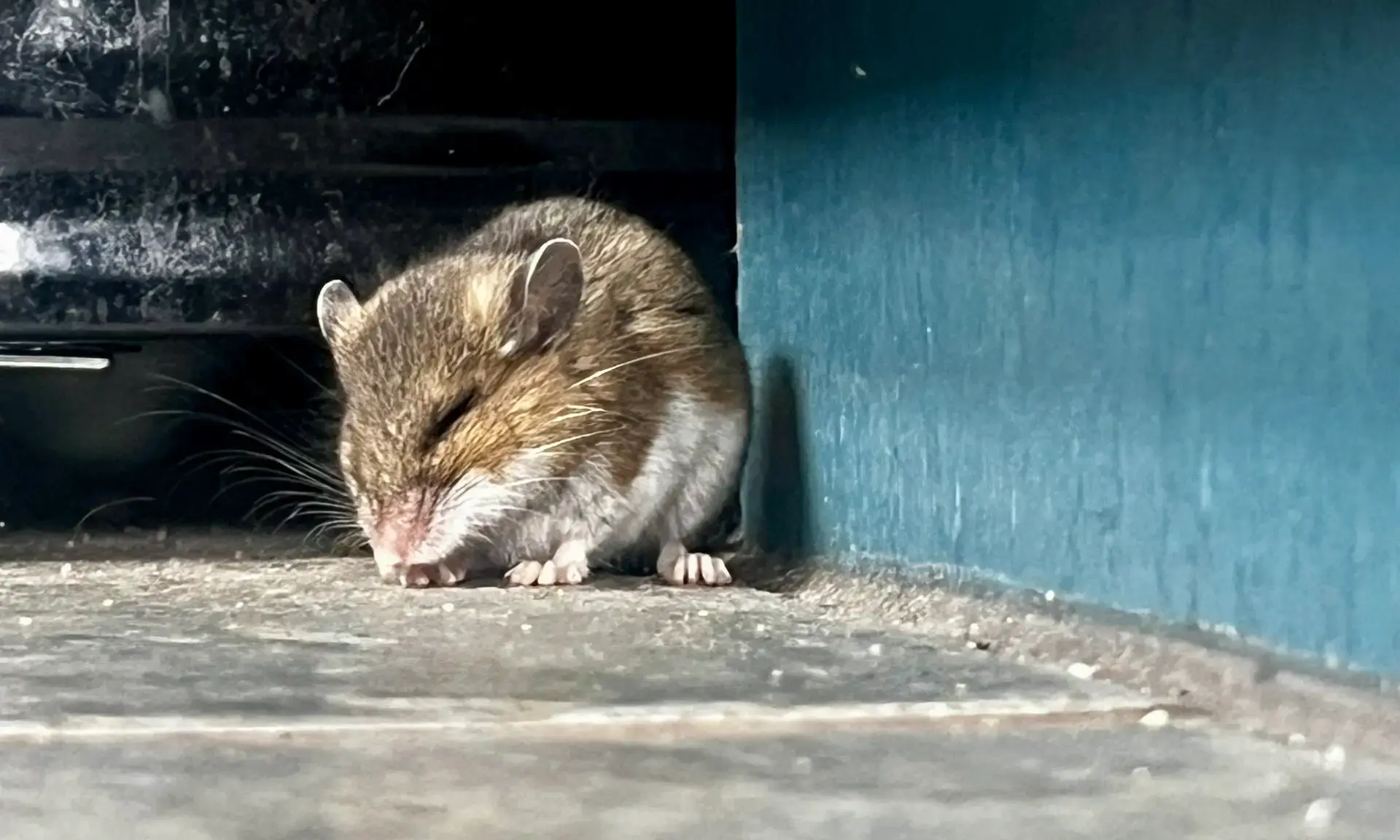 white footed mouse resting under cabinet overhang by stove