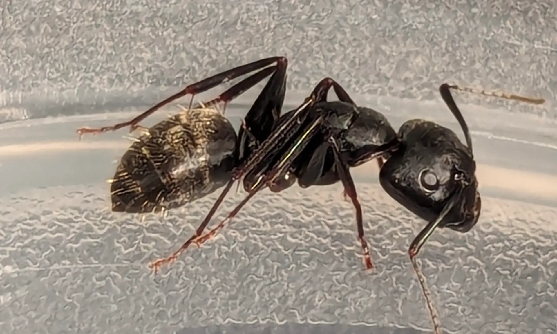 10 Amazing Ant Facts