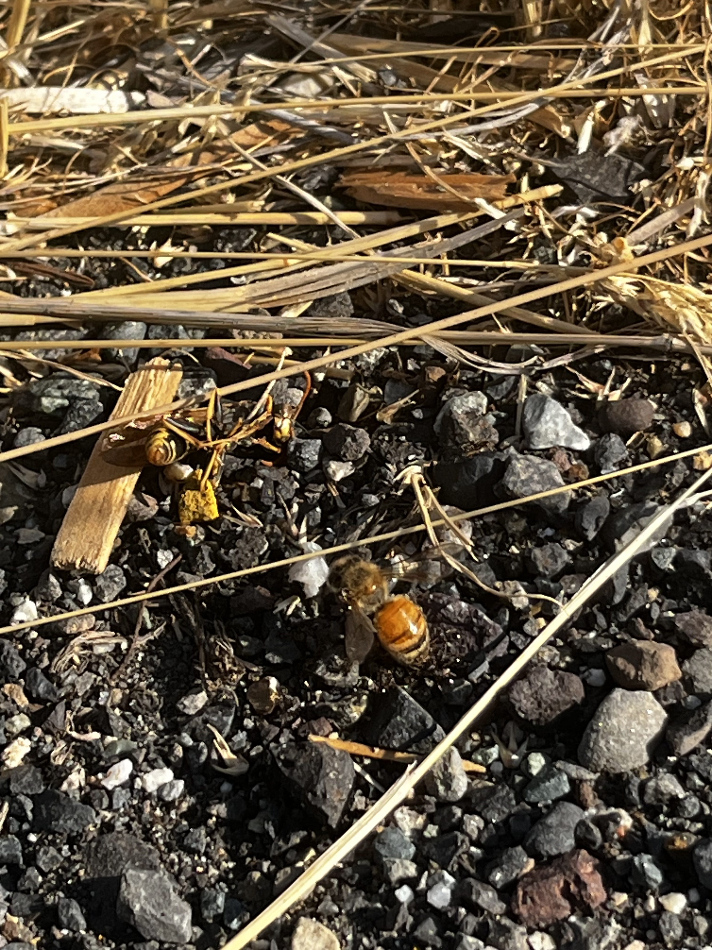 10 Unbee-lievable bee facts that will leave you buzzing