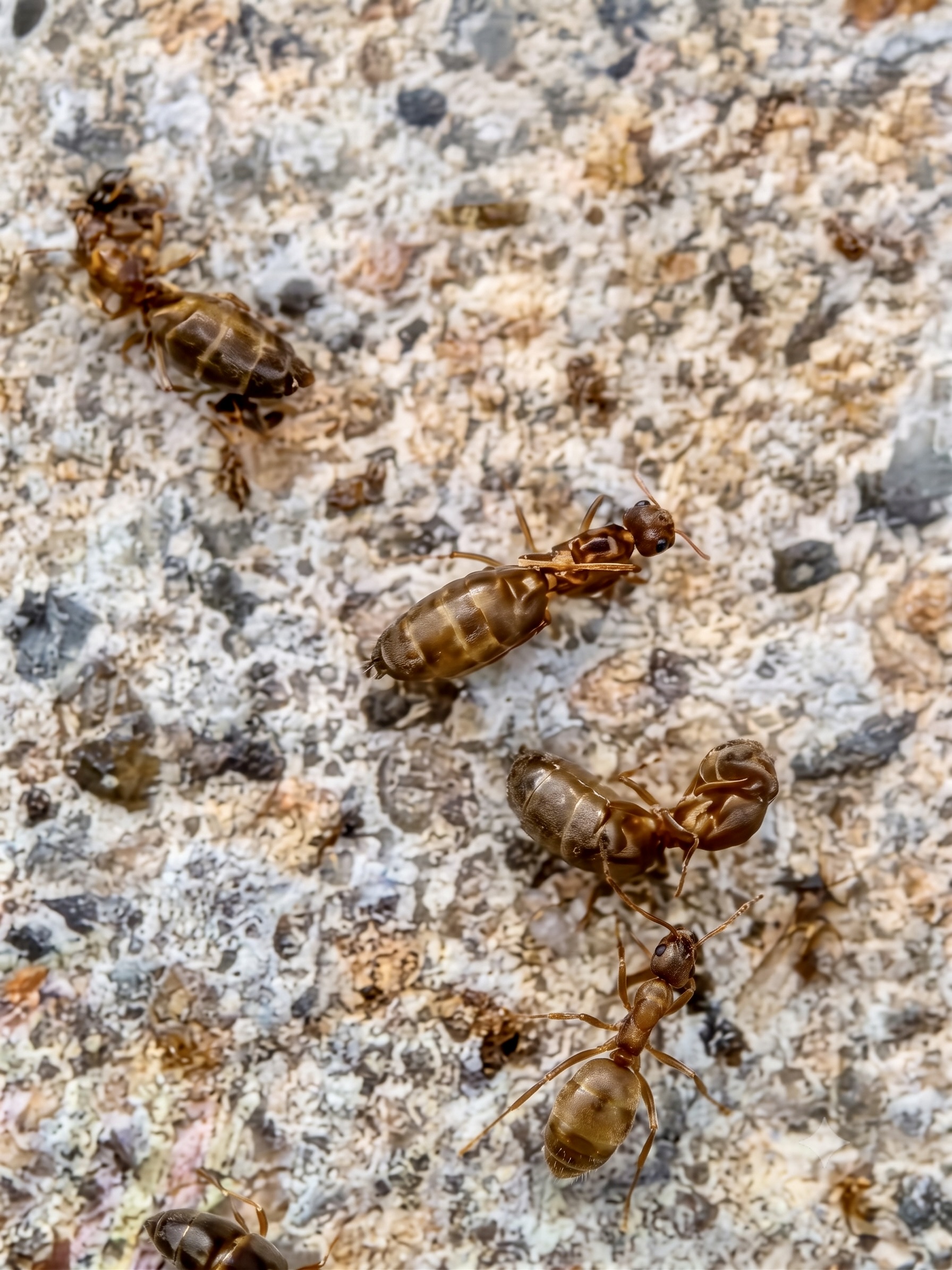 Tawny crazy ant streetlight swarms katy houston 